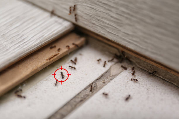 Best Exterminator Services  in Converse, IN