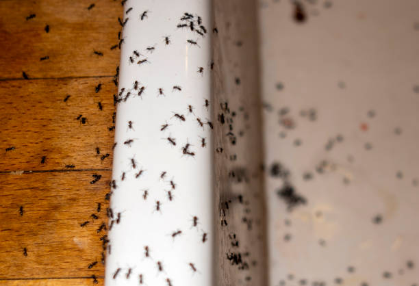 Bird Control in Converse, IN